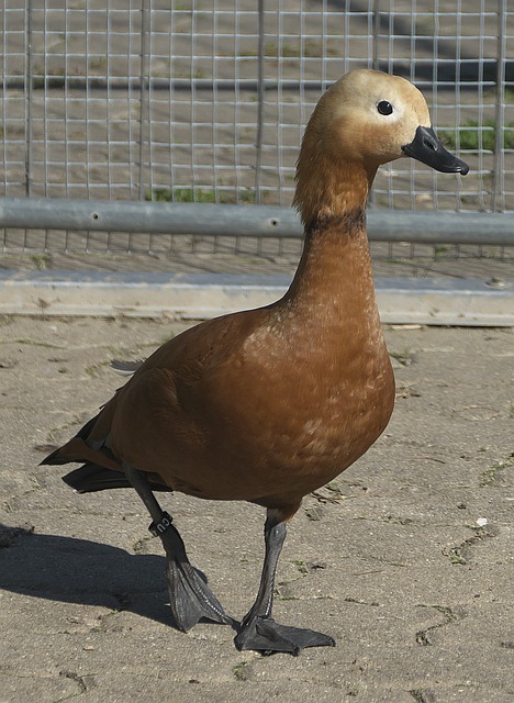 顾持